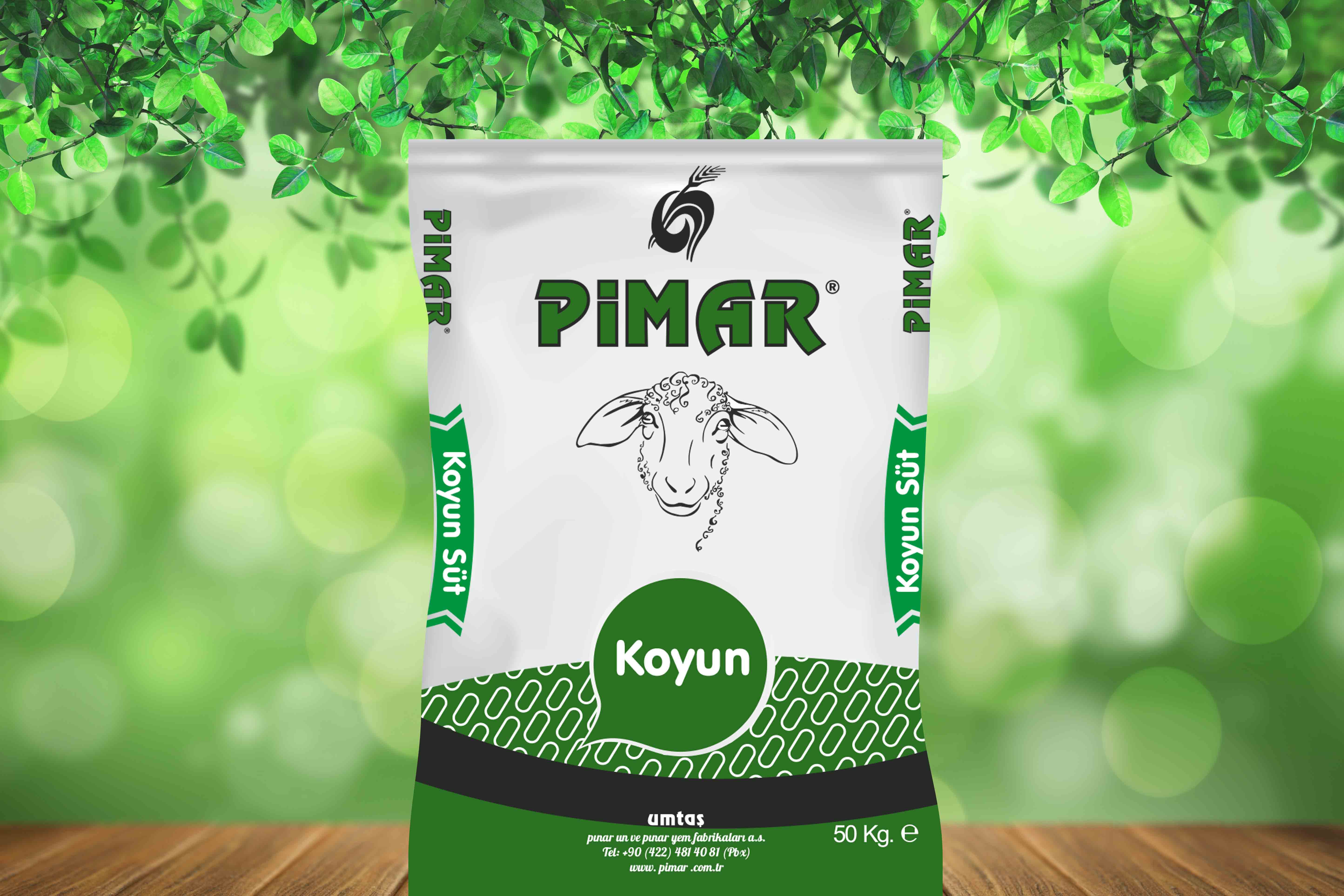 KOYUN SÜT